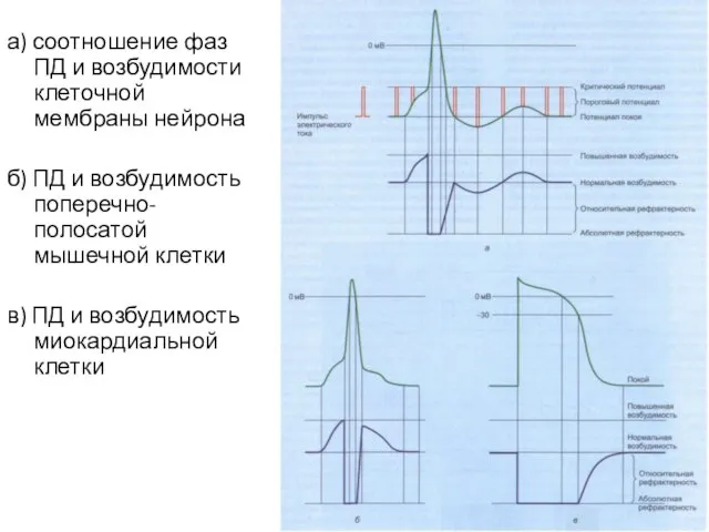 а) соотношение фаз ПД и возбудимости клеточной мембраны нейрона б) ПД