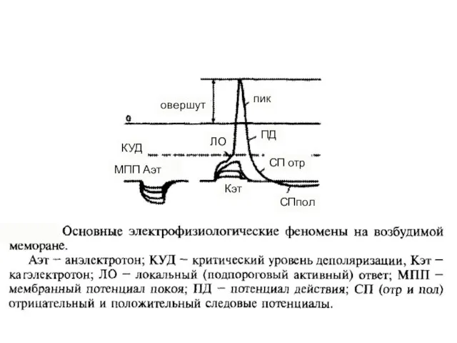 овершут пик Кэт МПП Аэт КУД ЛО ПД СП отр СПпол