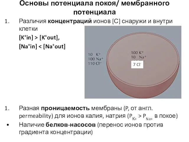 Основы потенциала покоя/ мембранного потенциала Различия концентраций ионов [С] снаружи и