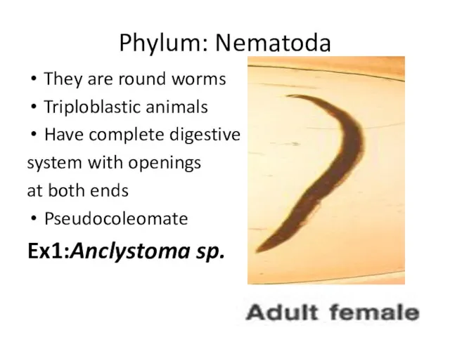 Phylum: Nematoda They are round worms Triploblastic animals Have complete digestive