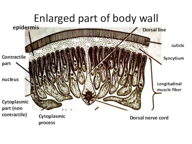 Enlarged part of body wall Dorsal line cuticle Syncytium Longitudinal muscle