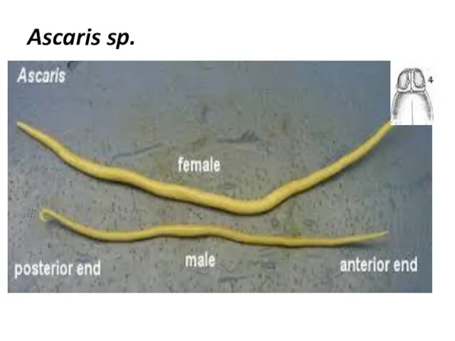 Ascaris sp. Pale white- body Lives as a parasite on mammals intestine