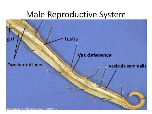 Male Reproductive System testis vesicula seminalis Two lateral lines Vas deference gut