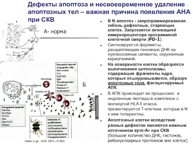 Дефекты апоптоза и несвоевременное удаление апоптозных тел – важная причина появления