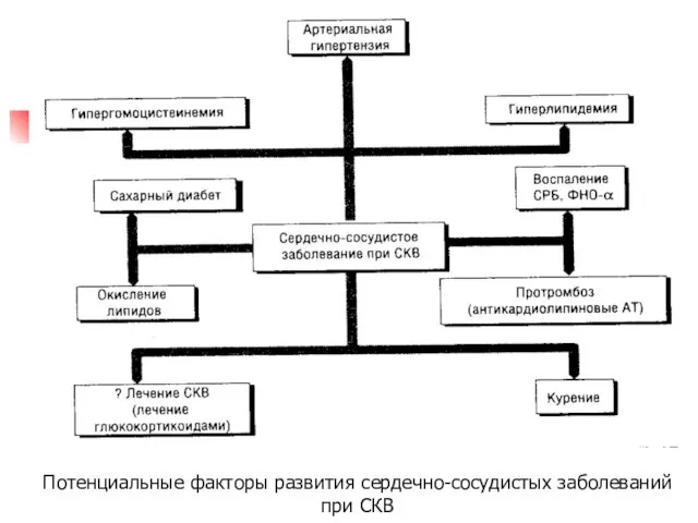 Потенциальные факторы развития сердечно-сосудистых заболеваний при СКВ