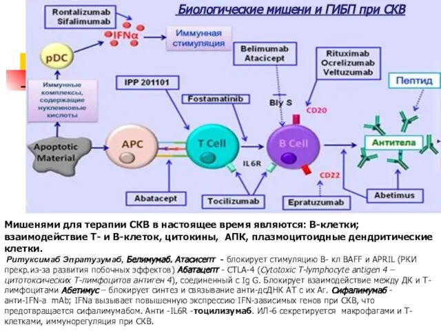 Мишенями для терапии СКВ в настоящее время являются: В-клетки; взаимодействие Т-