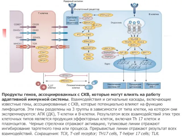 Продукты генов, ассоциированных с СКВ, которые могут влиять на работу адаптивной