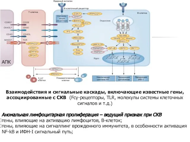 Взаимодействия и сигнальные каскады, включающие известные гены, ассоциированные с СКВ (Fcγ-рецепторы,