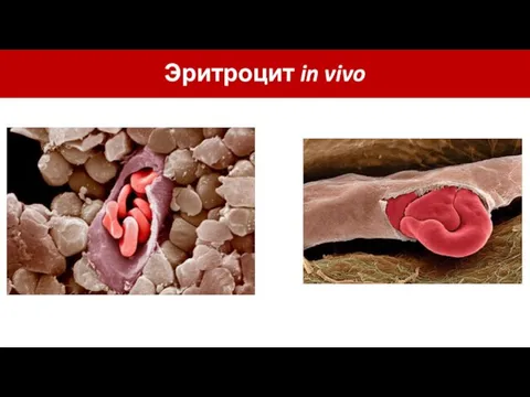Эритроцит in vivo
