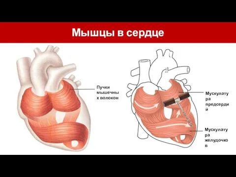 Мышцы в сердце