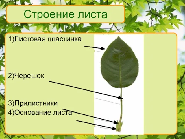 1)Листовая пластинка 2)Черешок 3)Прилистники 4)Основание листа Строение листа