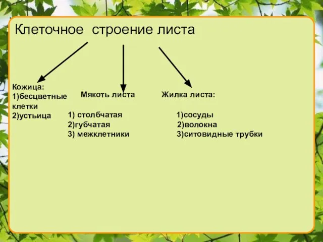 Клеточное строение листа Кожица: 1)бесцветные клетки 2)устьица Мякоть листа Жилка листа: