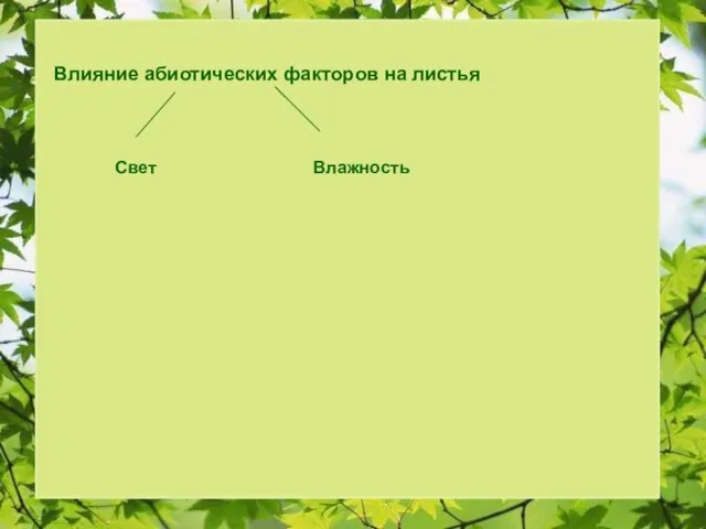 Влияние абиотических факторов на листья Свет Влажность