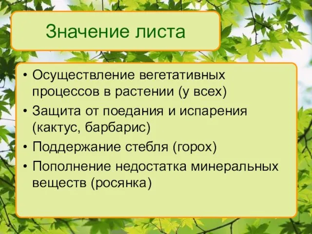 Значение листа Осуществление вегетативных процессов в растении (у всех) Защита от