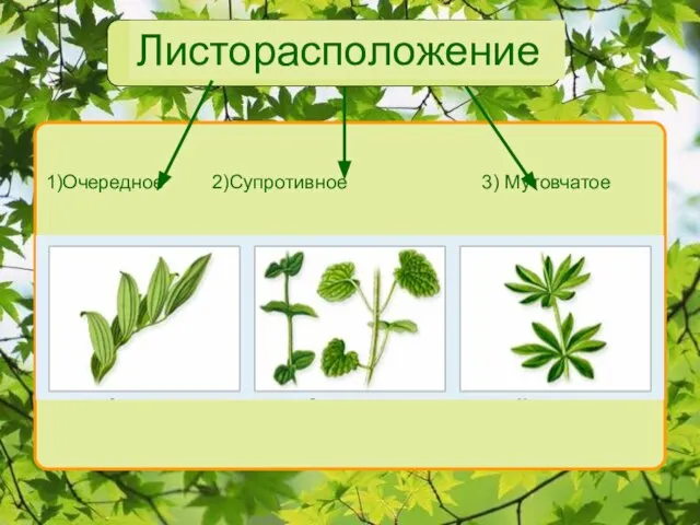 Листорасположение 1)Очередное 2)Супротивное 3) Мутовчатое