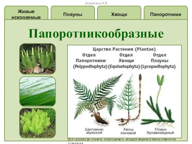 Папоротники Хвощи Плауны Живые ископаемые Папоротникообразные Для просмотра плаката использовать вкладки