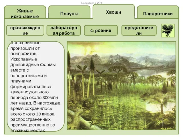 Папоротники Хвощи Плауны Живые ископаемые Хвощевидные произошли от псилофитов. Ископаемые древовидные