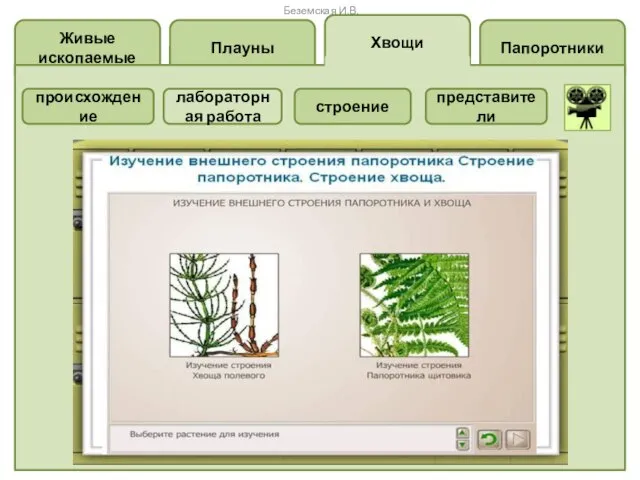 Папоротники Хвощи Плауны Живые ископаемые происхождение представители строение Беземская И.В. лабораторная работа