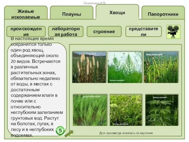 Папоротники Хвощи Плауны Живые ископаемые В настоящее время сохранился только один