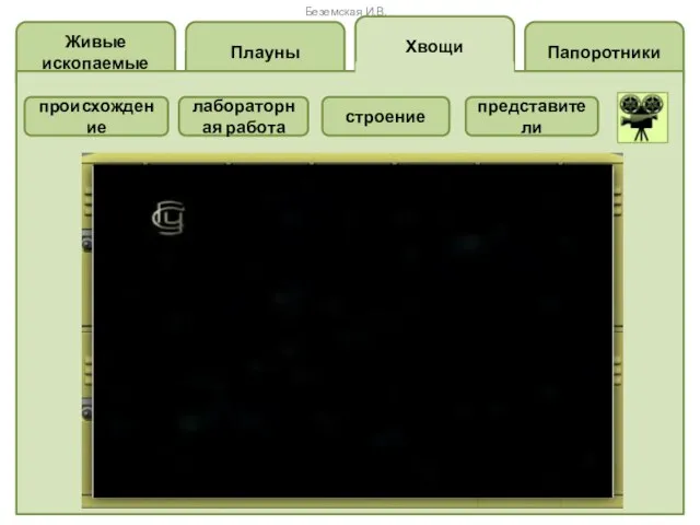 Папоротники Хвощи Плауны Живые ископаемые Беземская И.В. происхождение лабораторная работа строение представители