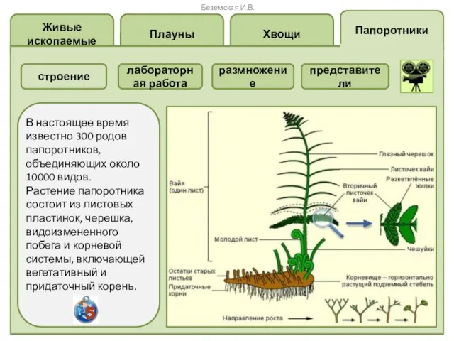 Папоротники Хвощи Плауны Живые ископаемые размножение лабораторная работа В настоящее время