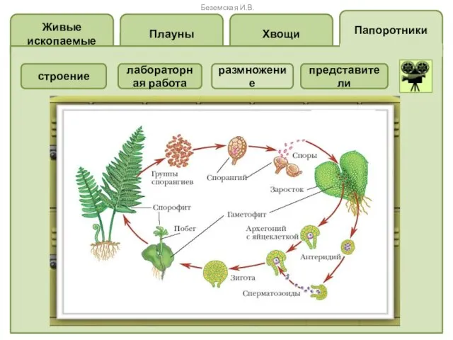 Папоротники Хвощи Плауны Живые ископаемые размножение представители лабораторная работа строение Беземская И.В.