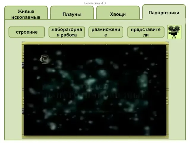 Папоротники Хвощи Плауны Живые ископаемые размножение лабораторная работа строение представители Беземская И.В.