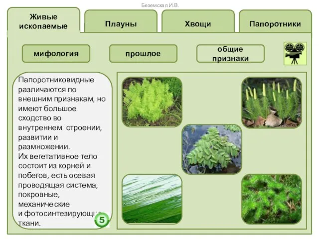 Папоротники Хвощи Плауны Живые ископаемые Папоротниковидные различаются по внешним признакам, но