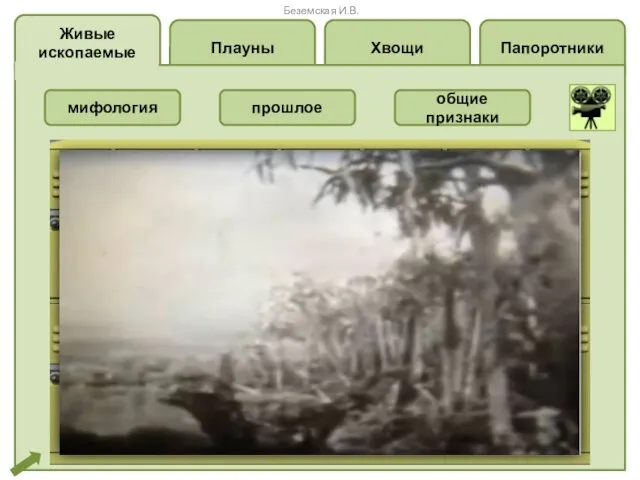 Папоротники Хвощи Плауны Живые ископаемые мифология прошлое общие признаки Беземская И.В.