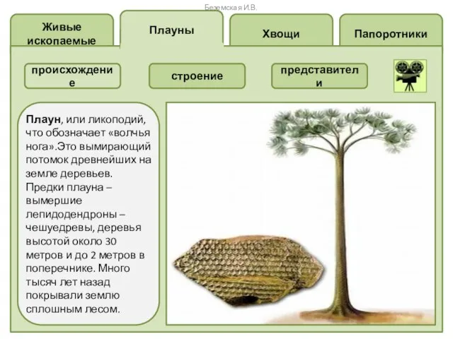 Живые ископаемые Хвощи Папоротники Плауны происхождение строение представители , Плаун, или