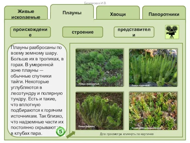 Папоротники Хвощи Живые ископаемые Плауны происхождение строение представители Плауны разбросаны по