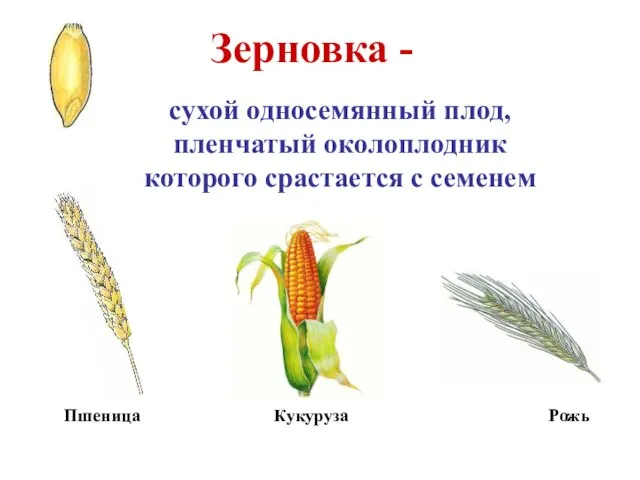 Зерновка - сухой односемянный плод, пленчатый околоплодник которого срастается с семенем Пшеница Кукуруза Рожь