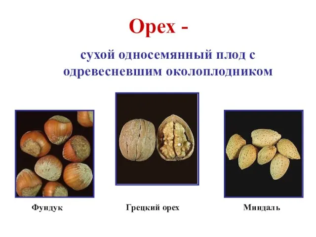 Орех - сухой односемянный плод с одревесневшим околоплодником Фундук Грецкий орех Миндаль