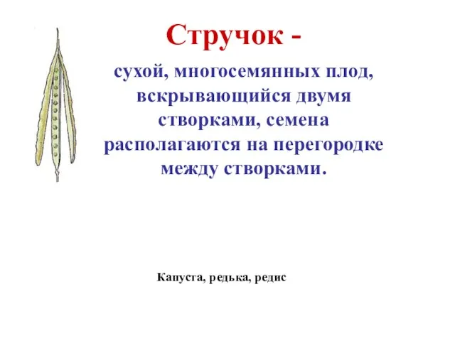 Стручок - сухой, многосемянных плод, вскрывающийся двумя створками, семена располагаются на