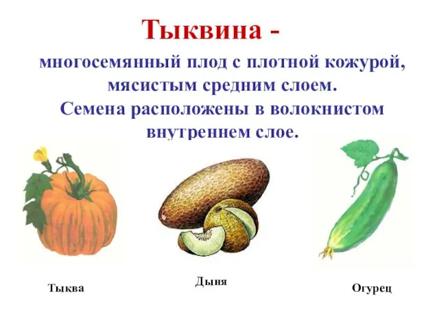 Тыквина - многосемянный плод с плотной кожурой, мясистым средним слоем. Семена