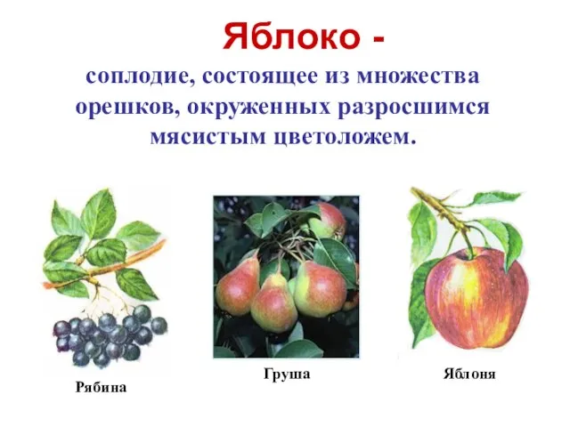 Яблоко - соплодие, состоящее из множества орешков, окруженных разросшимся мясистым цветоложем. Рябина Яблоня Груша