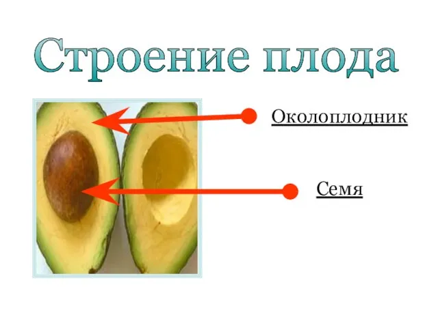 Строение плода Околоплодник Семя