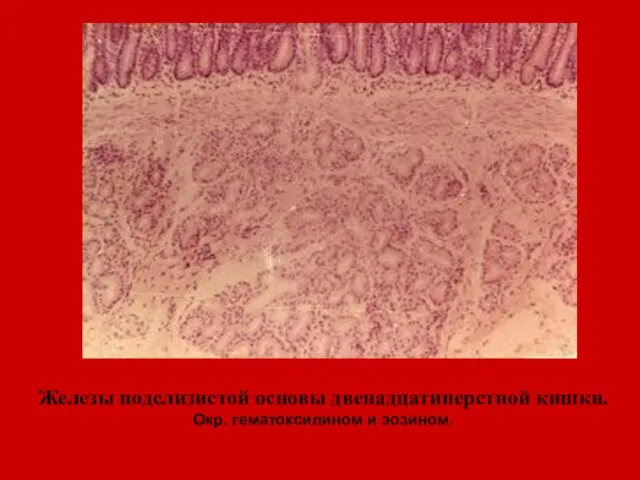 Железы подслизистой основы двенадцатиперстной кишки. Окр. гематоксилином и эозином.