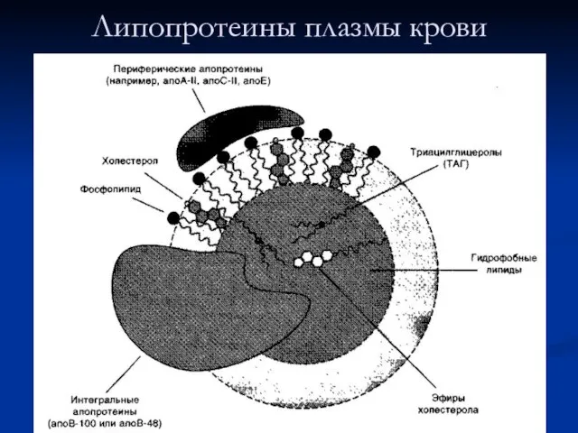 Липопротеины плазмы крови