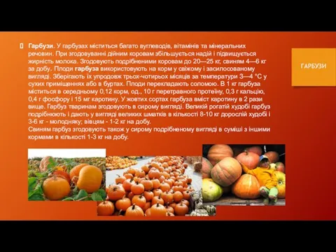 Гарбузи. У гарбузах міститься багато вуглеводів, вітамінів та мінеральних речовин. При