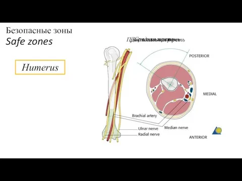 Безопасные зоны Safe zones Humerus Проксимальная треть Средняя треть Дистальная треть