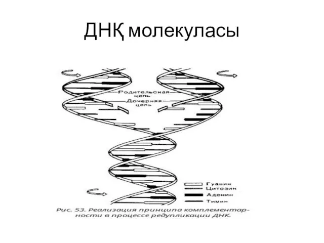 ДНҚ молекуласы