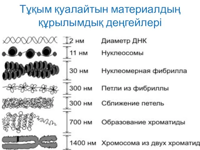 Тұқым қуалайтын материалдың құрылымдық деңгейлері