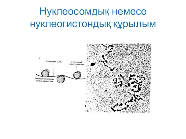 Нуклеосомдық немесе нуклеогистондық құрылым