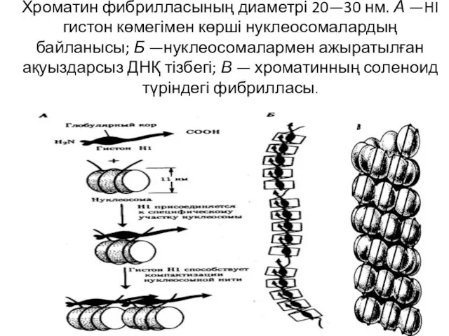 Хроматин фибрилласының диаметрі 20—30 нм. А —HI гистон көмегімен көрші нуклеосомалардың
