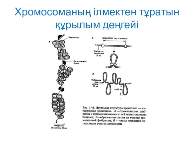 Хромосоманың ілмектен тұратын құрылым деңгейі