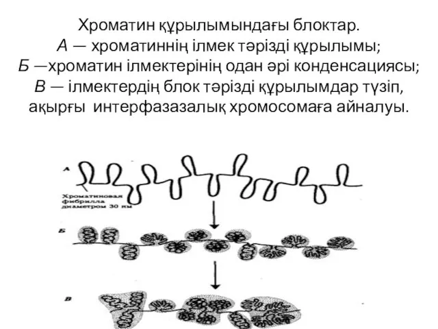 Хроматин құрылымындағы блоктар. А — хроматиннің ілмек тәрізді құрылымы; Б —хроматин