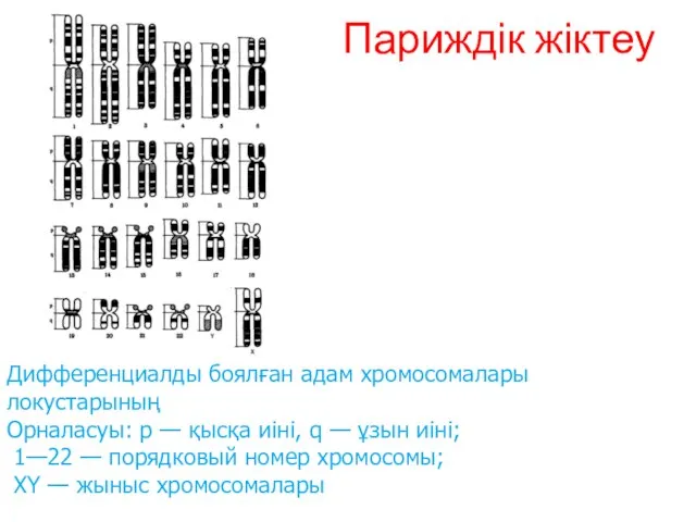 Париждік жіктеу Дифференциалды боялған адам хромосомалары локустарының Орналасуы: р — қысқа