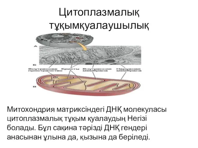 Цитоплазмалық тұқымқуалаушылық Митохондрия матриксіндегі ДНҚ молекуласы цитоплазмалық тұқым қуалаудың Негізі болады.