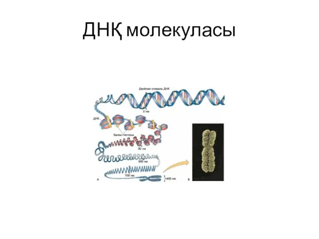 ДНҚ молекуласы